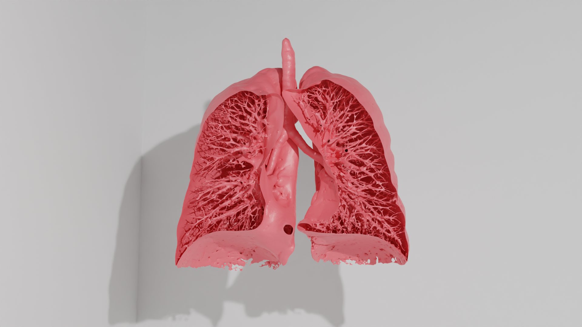 ludzkie płuca z widokiem w środku na oskrzeliki, wygenerowane w programie blender