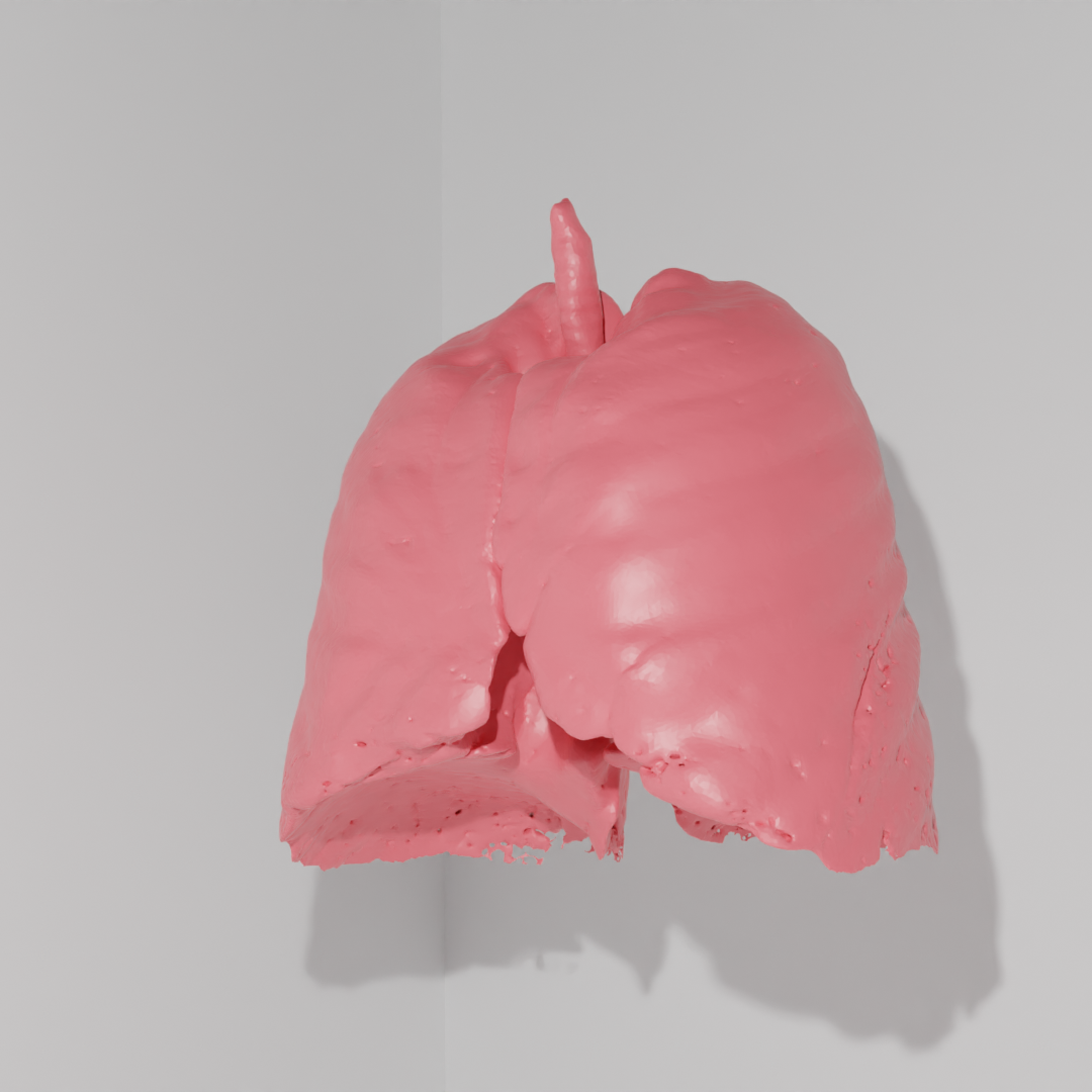 ludzkie płuca wygenerowane w programie blender