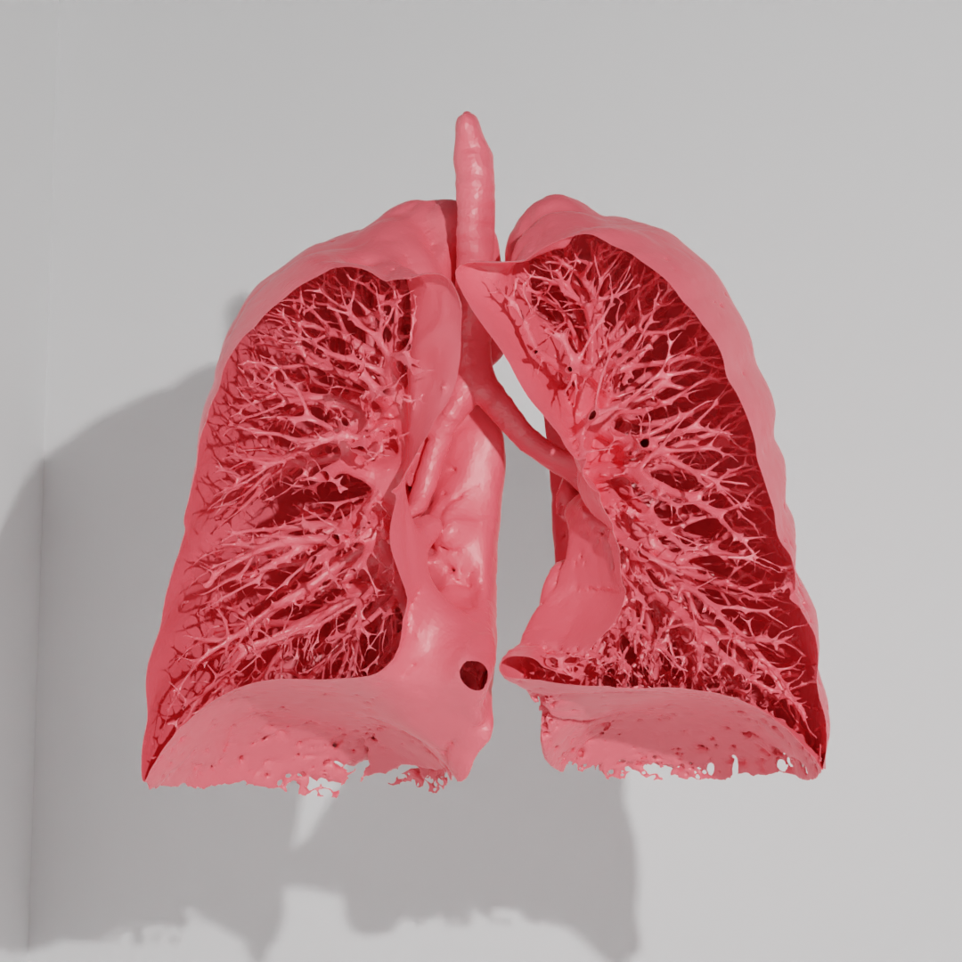 ludzkie płuca z widokiem w środku na oskrzeliki, wygenerowane w programie blender